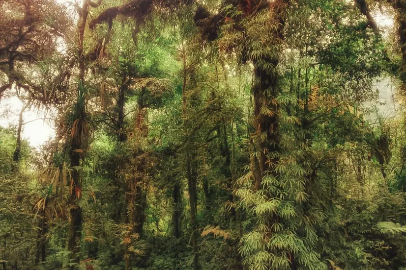 Jalur Trekking Terbaik di Banyumas